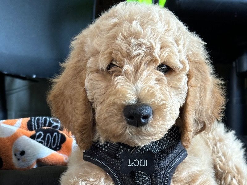 Loui – Mini Golden Doodle Male Dog for Sale in Georgia | Vaccinated