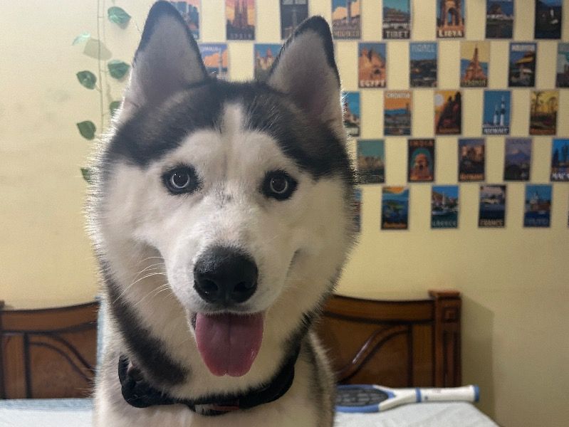 Simba – Siberian Husky Stud Dog for Breeding in Karnataka | Vaccinated