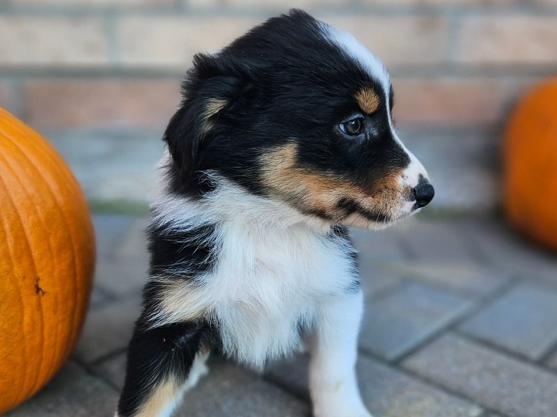 Ginger – Australian Shepherd x Border Aussie Male Dog for Sale in Ontario | Vaccinated