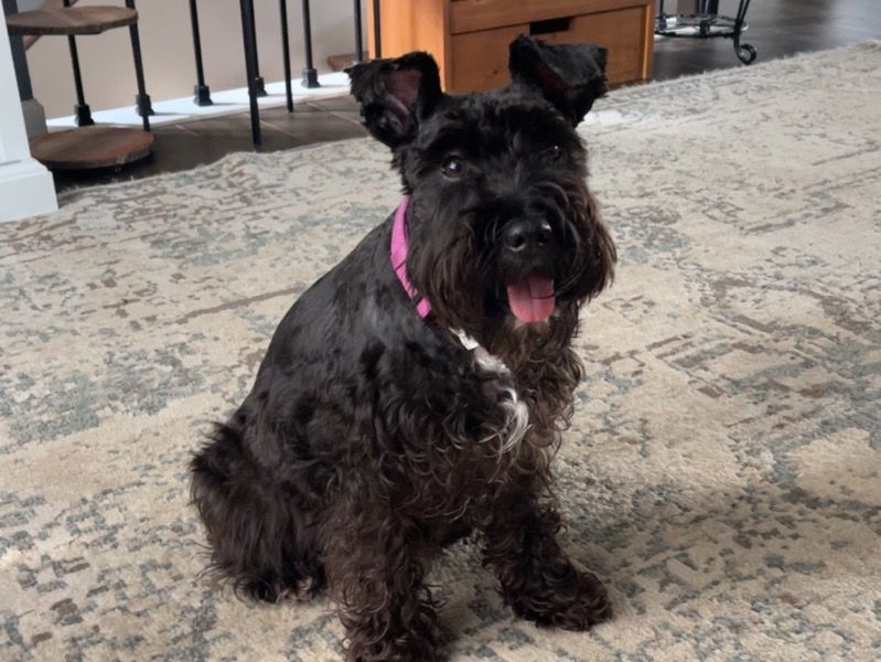 Zedda – Miniature Schnauzer Female Dog for Breeding in North Carolina | Vaccinated