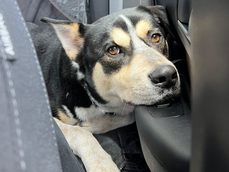 Indy – Australian Shepherd x German Shepherd Male Dog for Adoption in Florida | Vaccinated