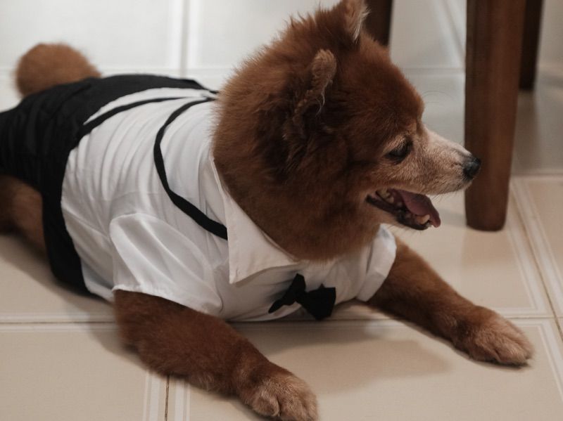 Roxy – Pomeranian x Miniature Poodle Stud Dog for Breeding in  | Vaccinated