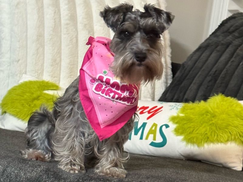 Luna – Miniature Schnauzer Female Dog for Breeding in South Carolina | Vaccinated