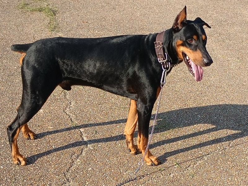 Bouncer – Doberman Stud Dog for Breeding in Louisiana | Vaccinated