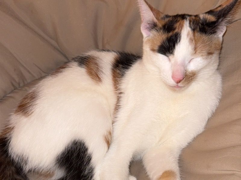 Rue – Calico Female Cat for Breeding in Indiana | Vaccinated