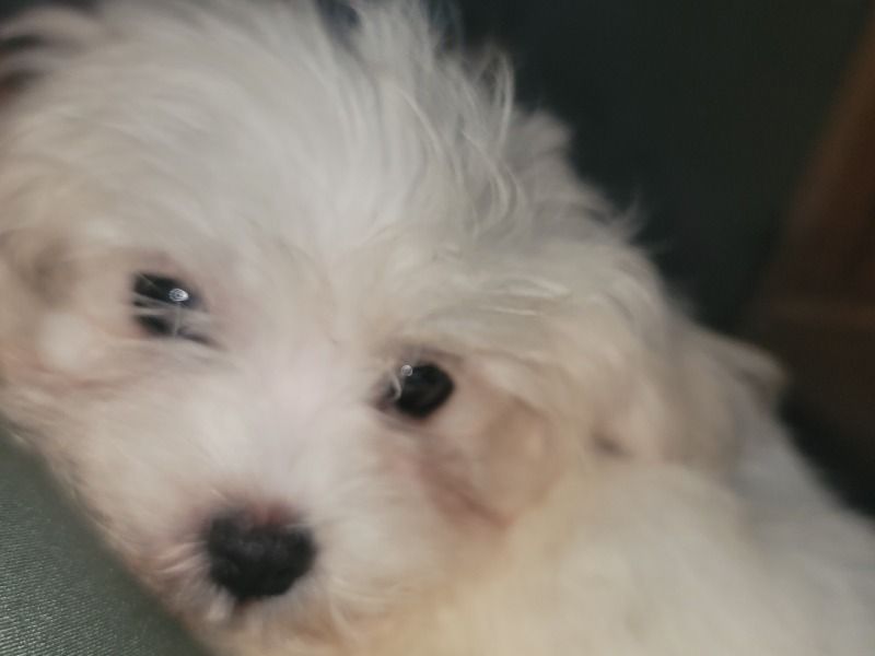 N/a – Maltipoo Male Dog for Sale in Arkansas | Vaccinated