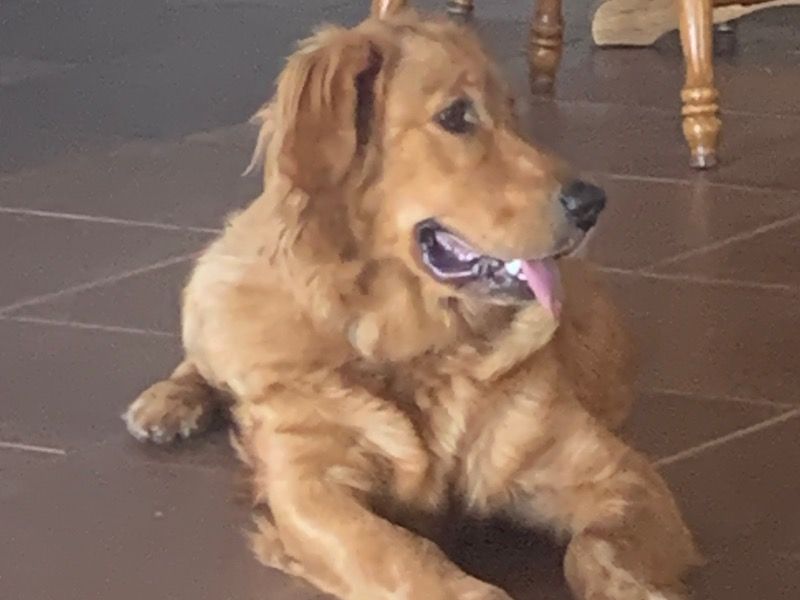 Aura – Golden Retriever Female Dog for Breeding in California | Vaccinated
