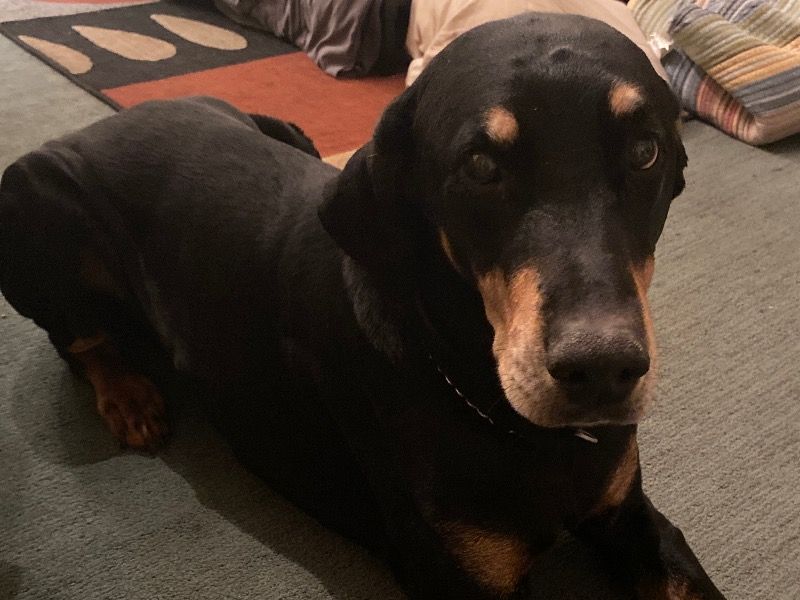 Snoop – Doberman Stud Dog for Breeding in Michigan | Vaccinated