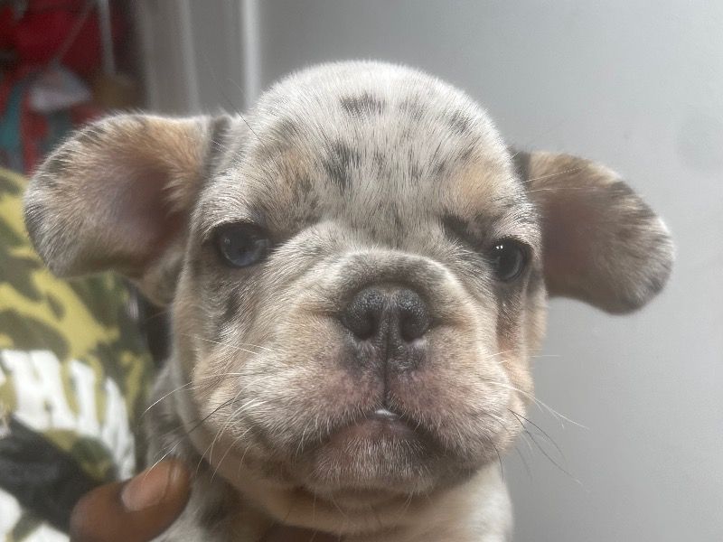 N/a – French Bulldog Male Dog for Sale in Ohio