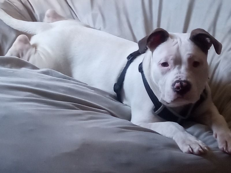 Scrappy – American Bully x American Staffordshire Terrier Male Dog for Sale in Ohio