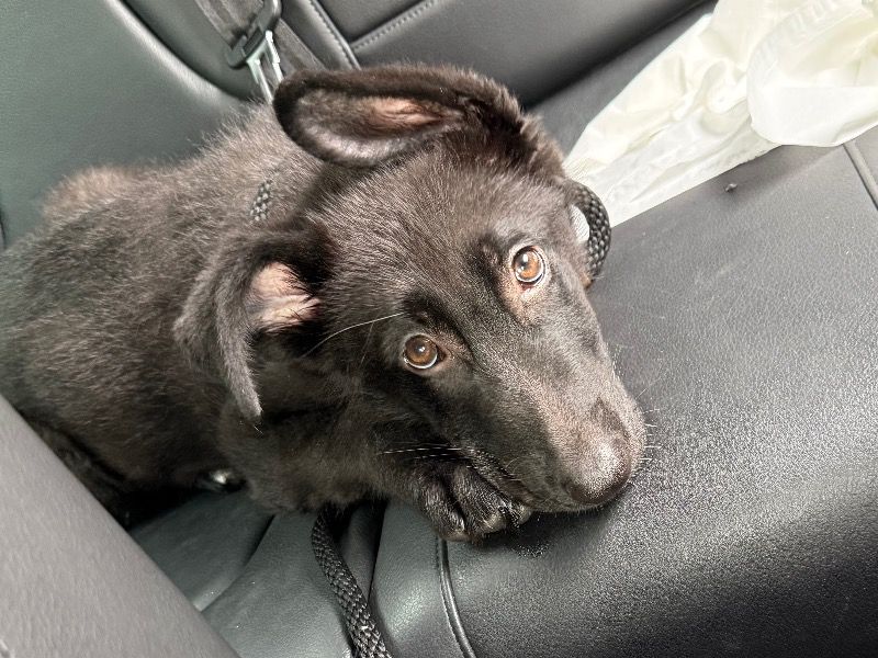 Diesel – King Shepherd Male Dog for Sale in Ontario | Vaccinated
