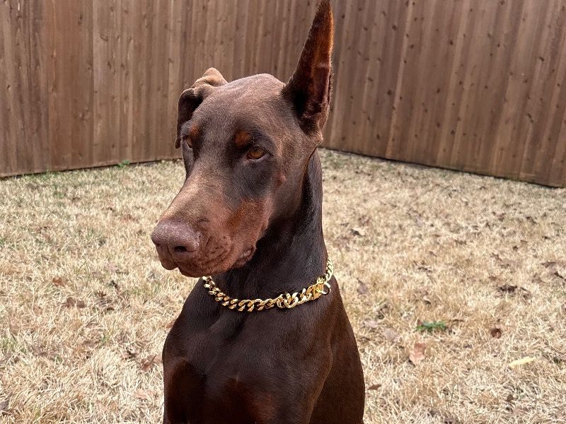 Koda – Doberman Male Dog for Sale in Texas | Vaccinated