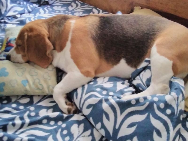 Coco – Beagle Stud Dog for Breeding in Karnataka | Vaccinated