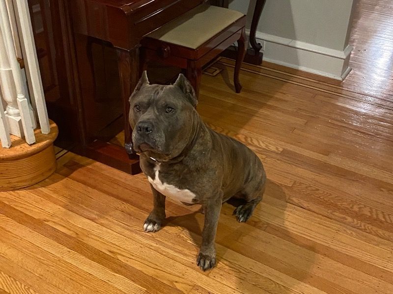 Burrell – American Bully Stud Dog for Breeding in Pennsylvania | Vaccinated