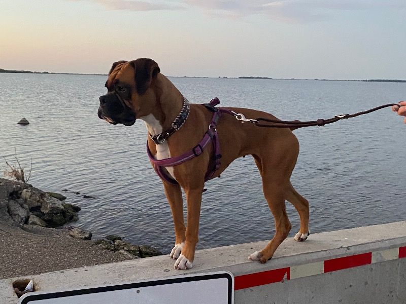 Penny – Boxer Female Dog for Breeding in Minnesota | Vaccinated