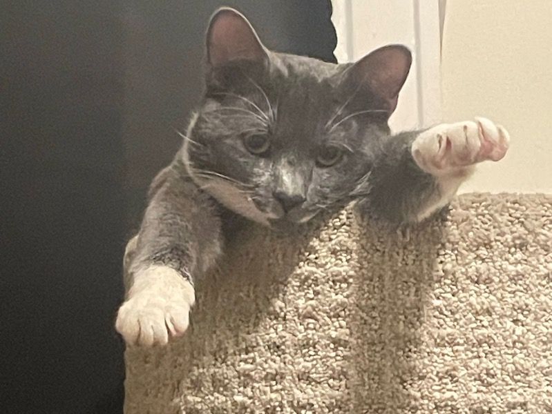 Smokey – Tabby Male Cat for Sale in Minnesota | Vaccinated
