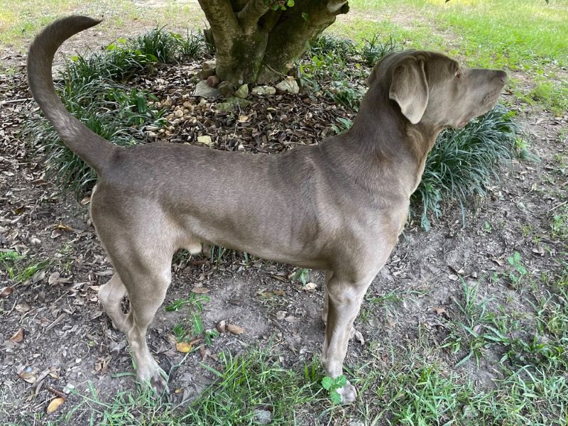 Archee – Silver Labrador Stud Dog for Breeding in Mississippi | Vaccinated