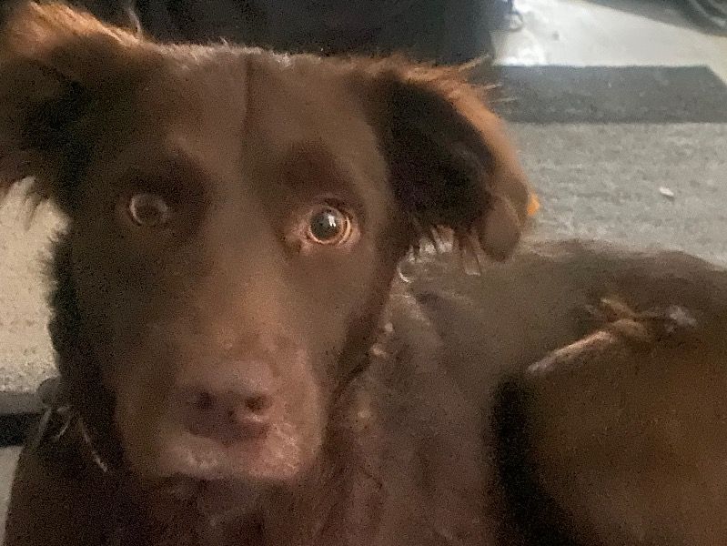 Stitch – Labrador Retriever x Australian Shepherd Male Dog for Sale in Arizona | Vaccinated