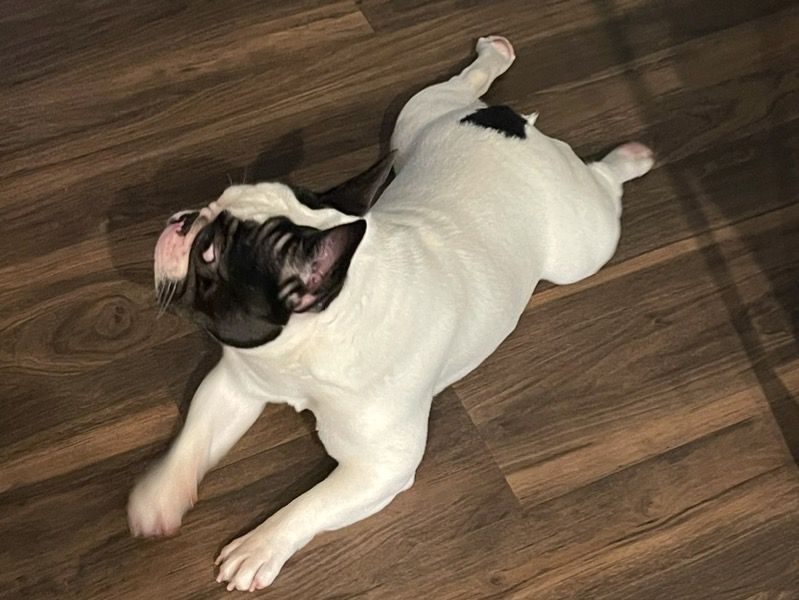 Rip – French Bulldog Male Dog for Sale in North Carolina | Vaccinated