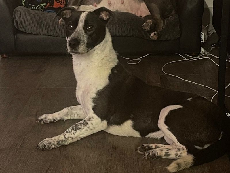 Luna – Beagle Female Dog for Sale in Florida | Vaccinated