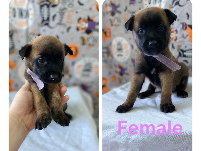 Pink – Belgian Malinois Female Dog for Adoption in California