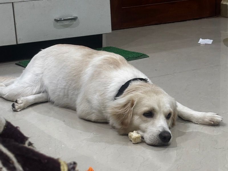 Leo – English Golden Retriever Stud Dog for Breeding in Karnataka | Vaccinated