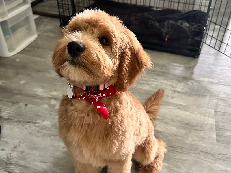 Kacey – Goldendoodle x Bernese Mountain Dog Female Dog for Breeding in Ohio | Vaccinated