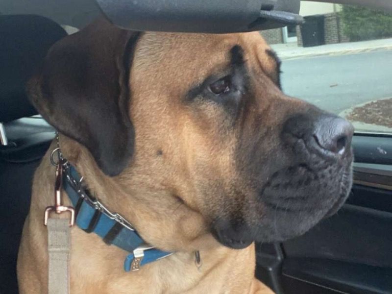 Karti – Bullmastiff x Saint Bernard Female Dog for Breeding in South Carolina | Vaccinated
