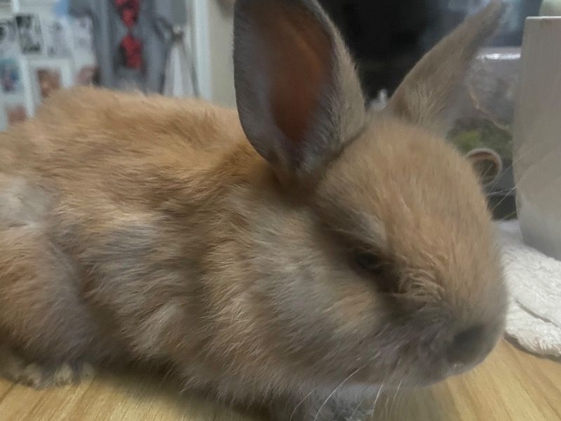 Taz – Netherland Dwarf Male Rabbit for Sale in Texas