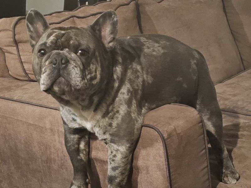 Gus – French Bulldog Stud Dog for Breeding in Colorado | Vaccinated