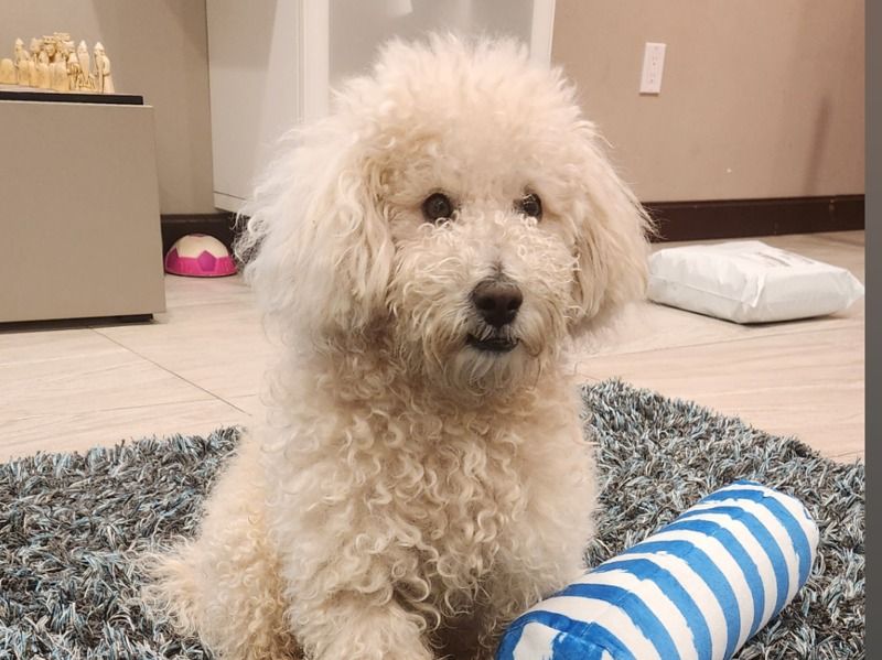 Cooper – Toy Poodle Stud Dog for Breeding in New York | Vaccinated