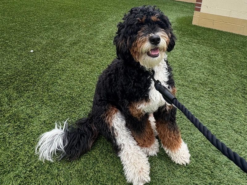 Tuts – Bernedoodle Female Dog for Breeding in New Jersey | Vaccinated