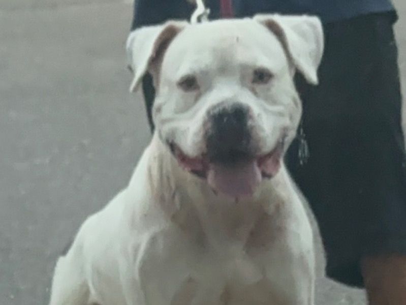 Seven – American PitBull Terrier Male Dog for Adoption in New York | Vaccinated