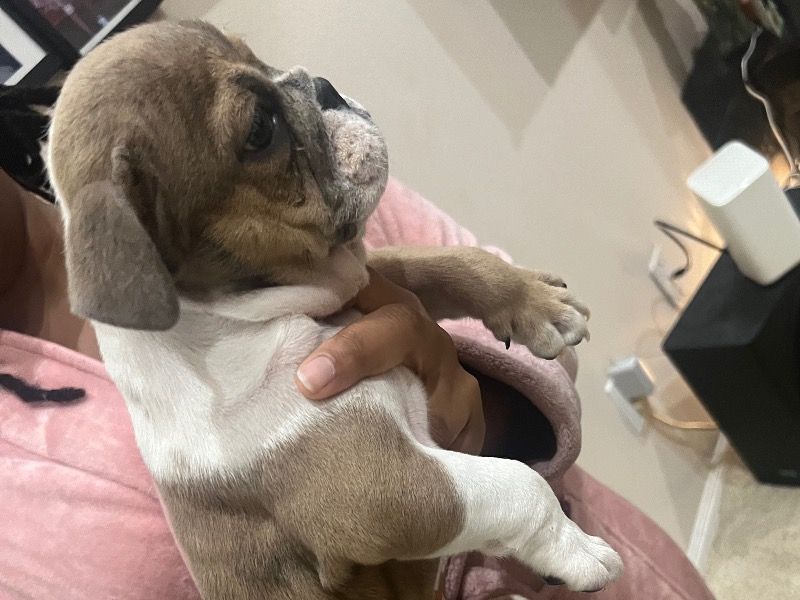 Fats – Bulldog Male Dog for Sale in Texas | Vaccinated