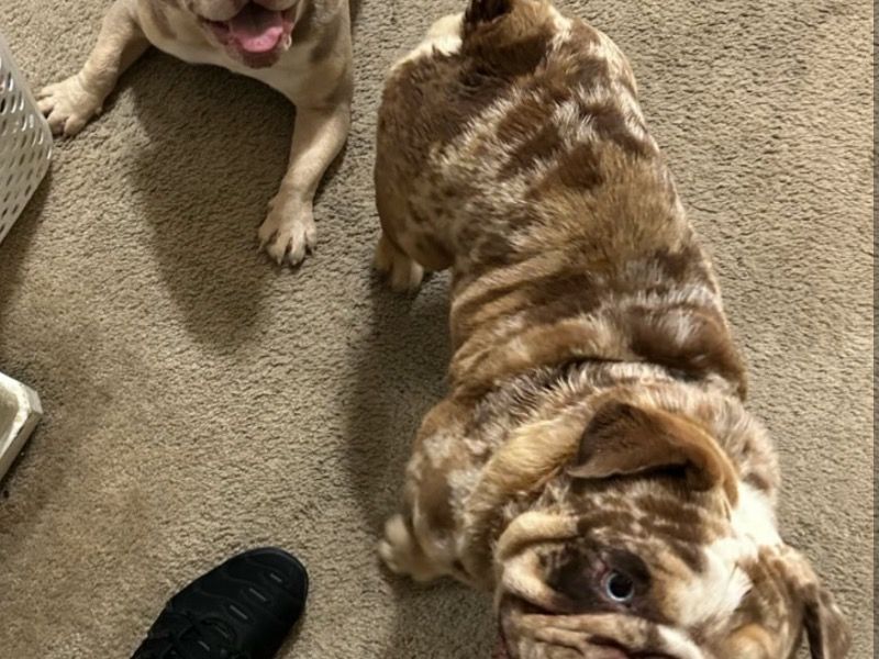 Lucci – Old English Bulldog Stud Dog for Breeding in Texas | Proven Stud, Vaccinated