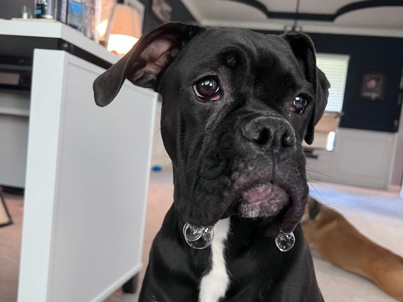 Byrdie – Boxer Female Dog for Breeding in Florida | Vaccinated