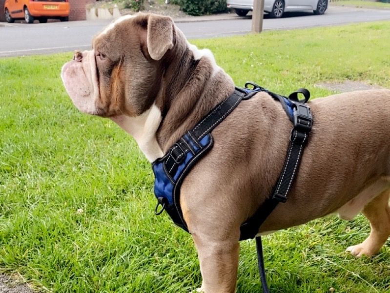 Rex – Old English Bulldog Male Dog for Sale in England | Vaccinated