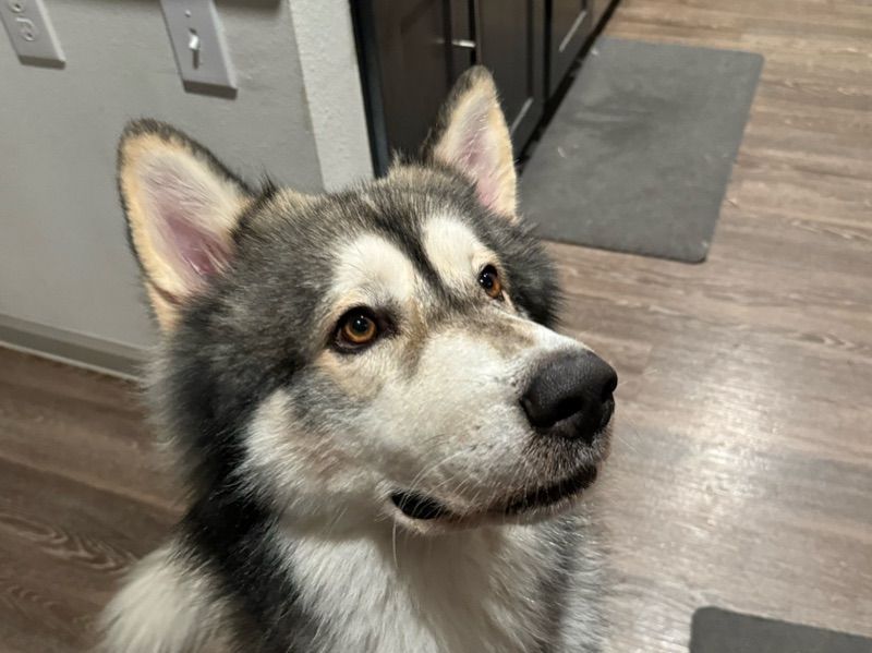 Hunter – Siberian Husky x Alaskan Malamute Stud Dog for Breeding in Texas | Vaccinated