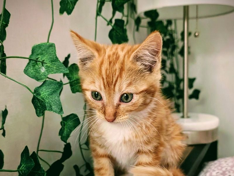 Bumblebee – Tabby Male Cat for Adoption in Texas