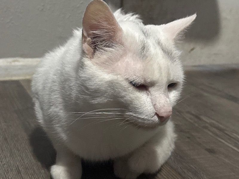 Kitty – Turkish Van Male Cat for Adoption in Texas