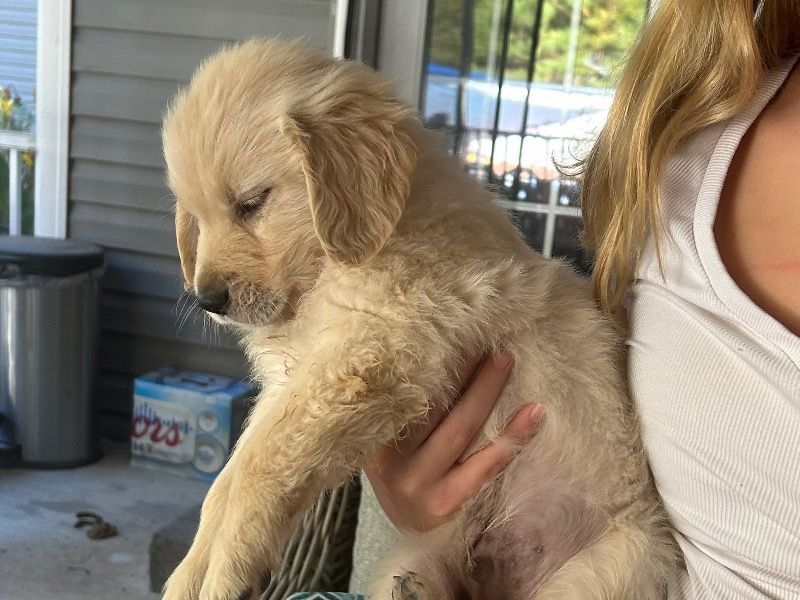 Gray – English Golden Retriever Male Dog for Sale in Delaware | Vaccinated
