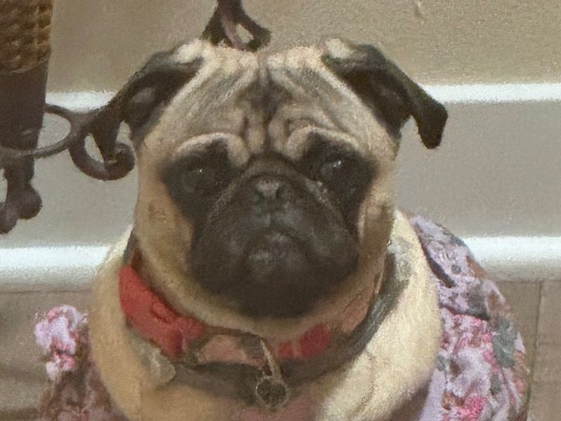 Peggy – Pug Female Dog for Breeding in California | Vaccinated