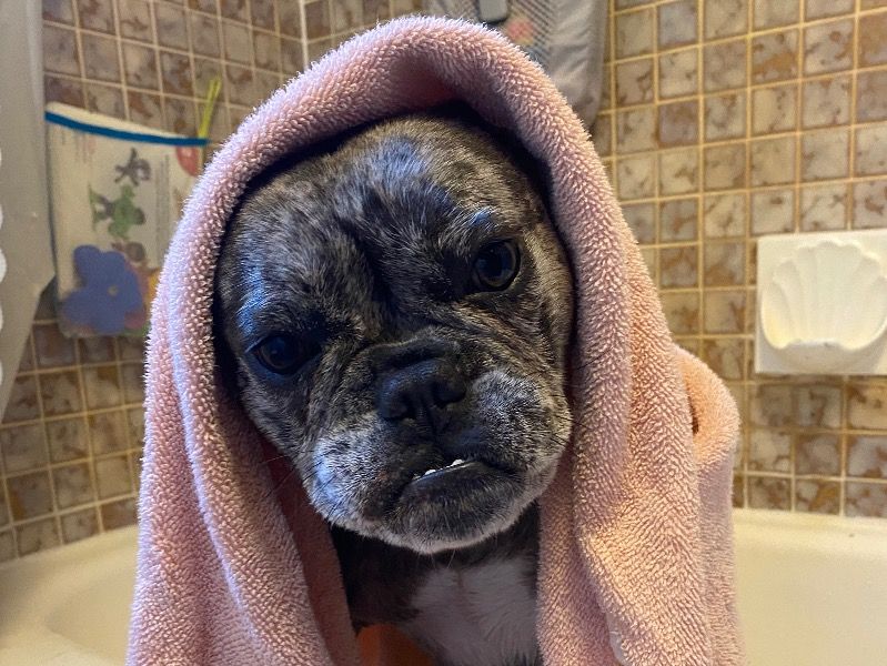 Jefè – French Bulldog Female Dog for Breeding in Ontario | Vaccinated
