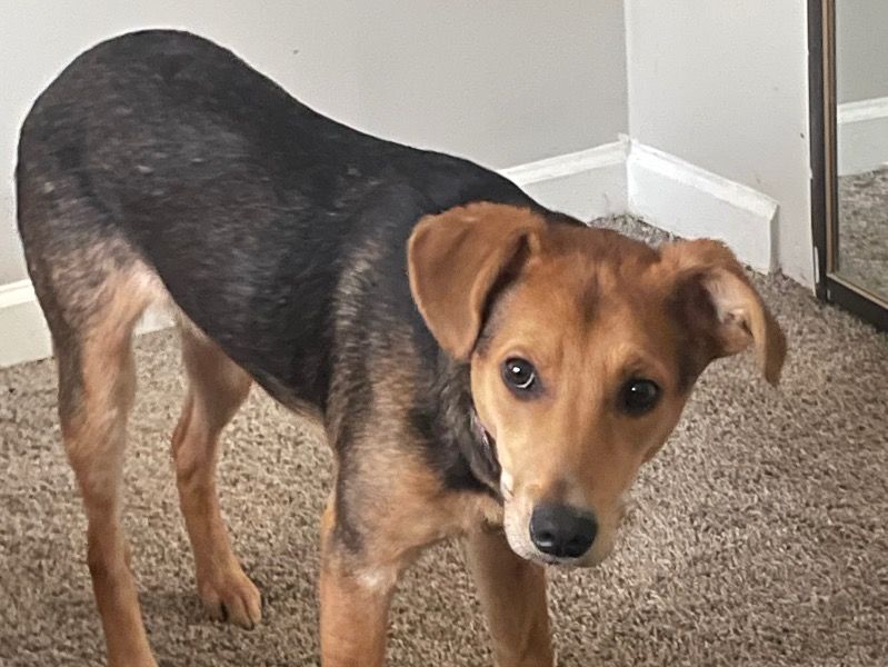 Athena – Beagle Male Dog for Sale in Kentucky
