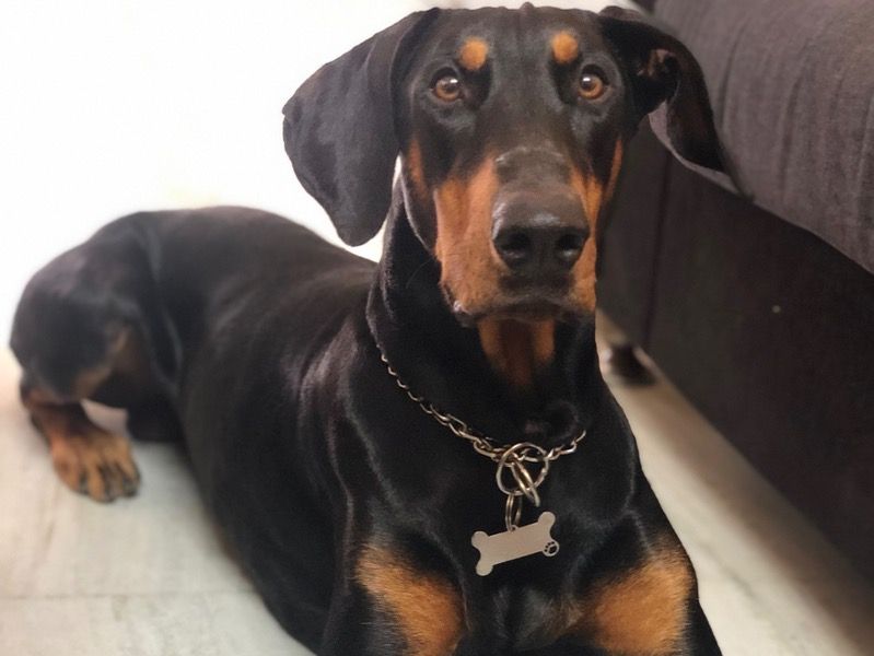 Charlie – Doberman Stud Dog for Breeding in Delhi | Vaccinated