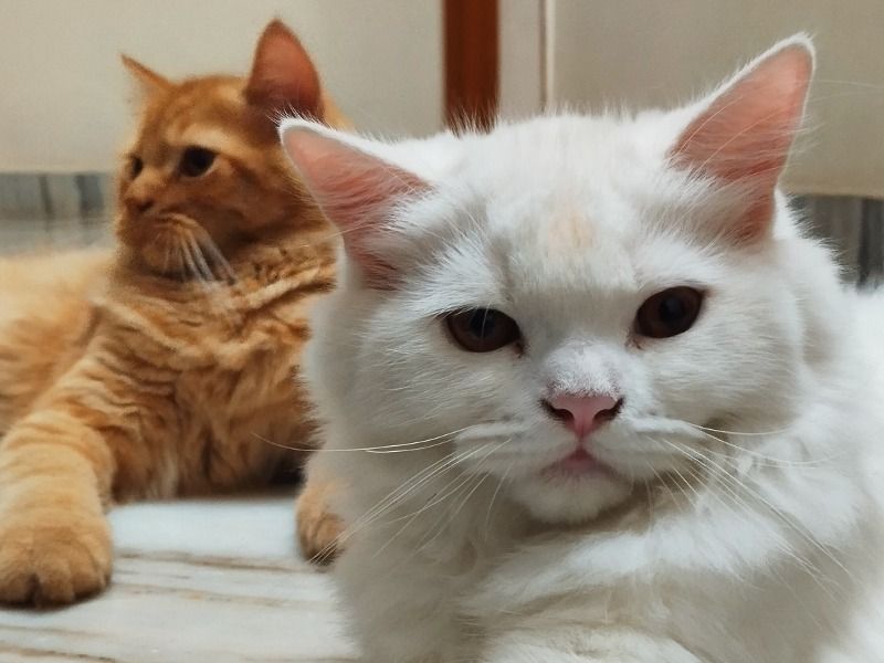 Chintu – Persian Male Cat for Socialization in Andhra Pradesh