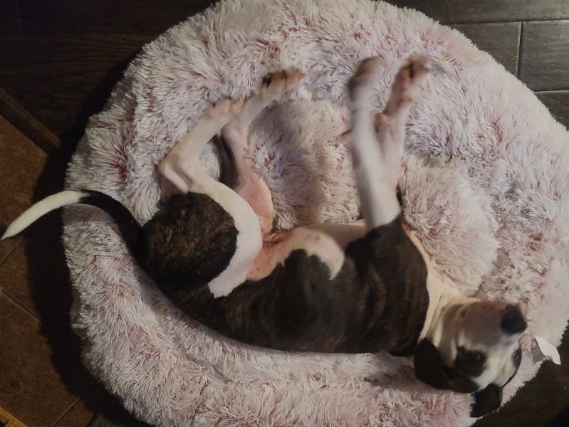 Moe – American Staffordshire Terrier x American Staffordshire Terrier Male Dog for Adoption in Texas | Vaccinated