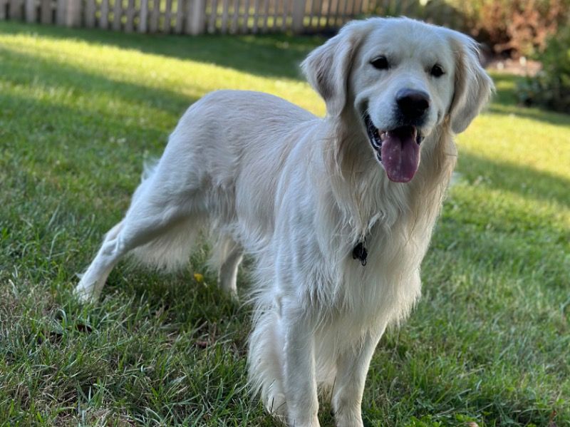 Obi – English Cream Retriever Stud Dog for Breeding in Ohio | Vaccinated