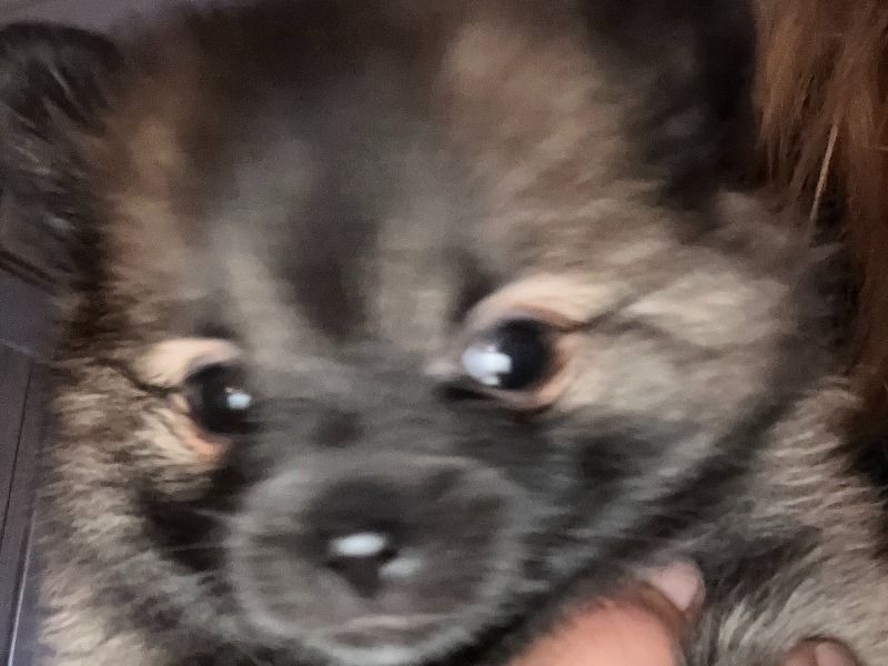 Puppy – Pomeranian Male Dog for Adoption in California | Vaccinated