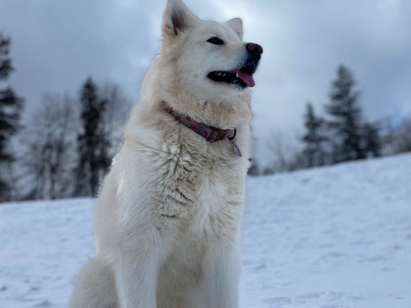 Jasmine – Alaskan Malamute Female Dog for Breeding in New York | Vaccinated